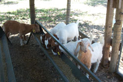 Kids in the creep feeder.