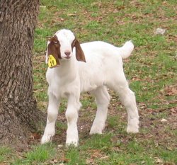 Show Kid